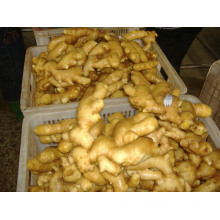 High Quality New Crop Fresh Ginger for Sale